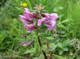 Pedicularis resupinata