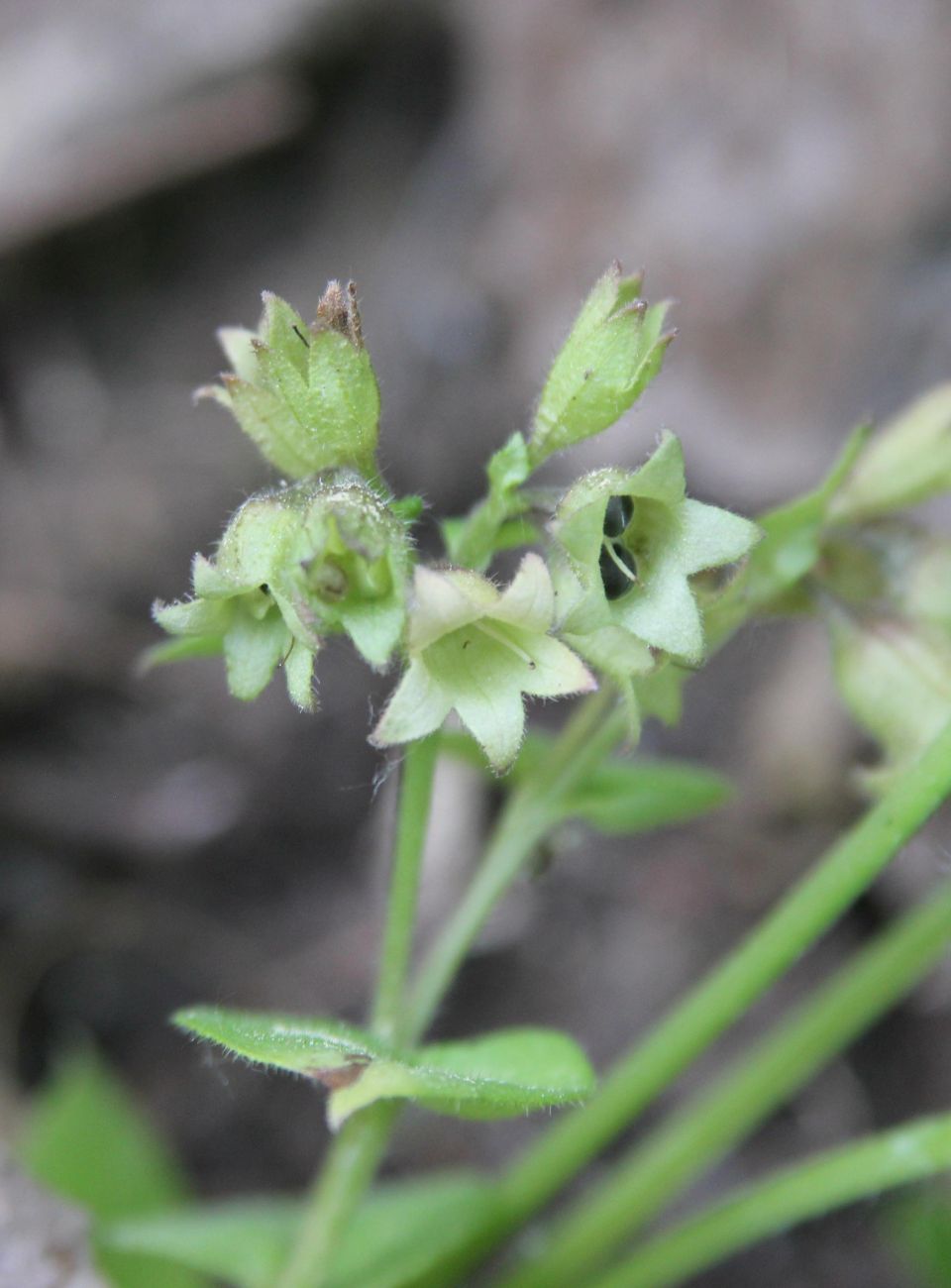 Изображение особи Pulmonaria obscura.