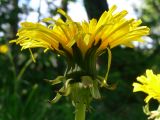 Taraxacum officinale. Соцветие. Свердловская обл., окр. г. Североуральск, сосново-еловый лес на берегу р. Вагран. 15.06.2010.