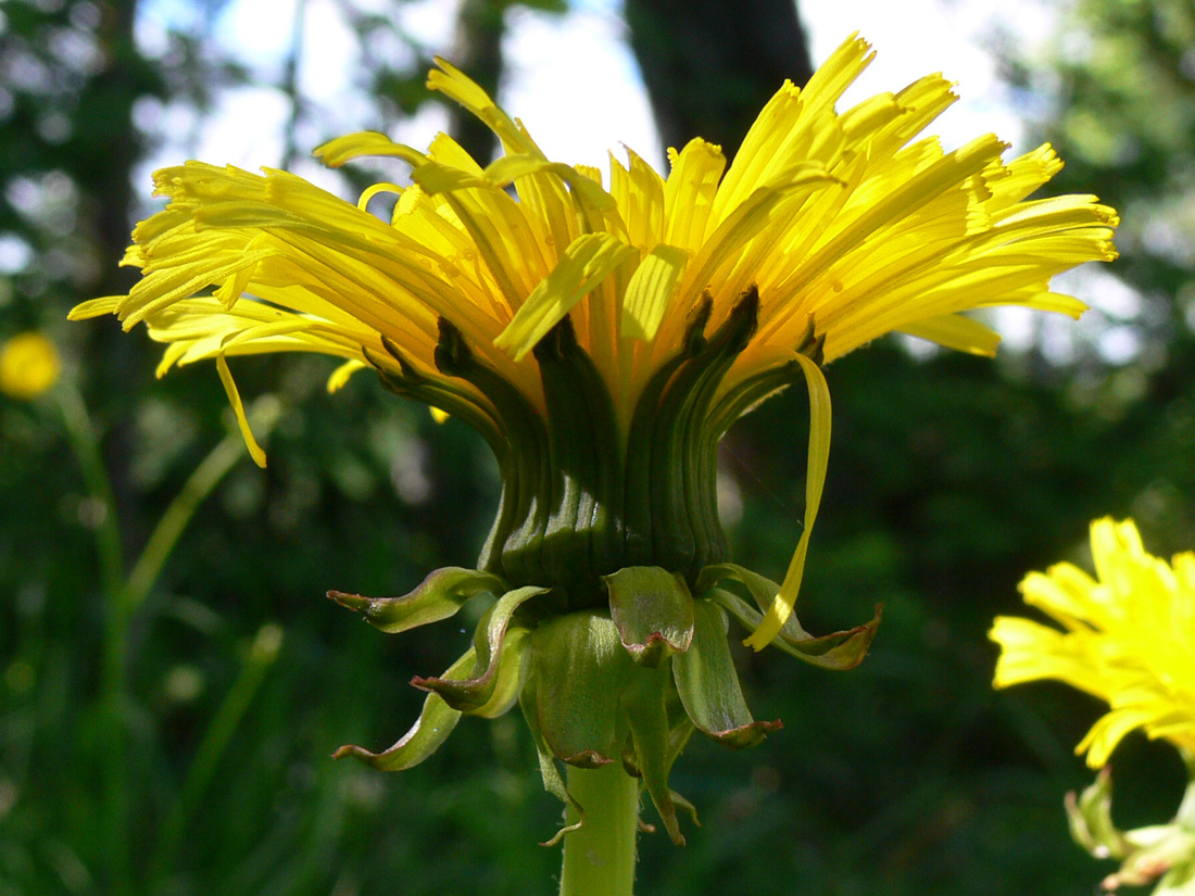 Image of Taraxacum officinale specimen.