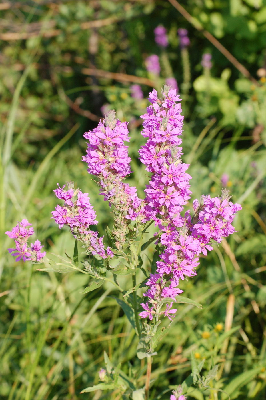 Изображение особи Lythrum salicaria.