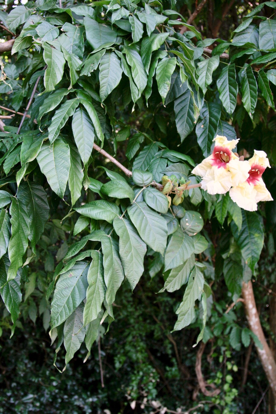 Image of Markhamia stipulata specimen.