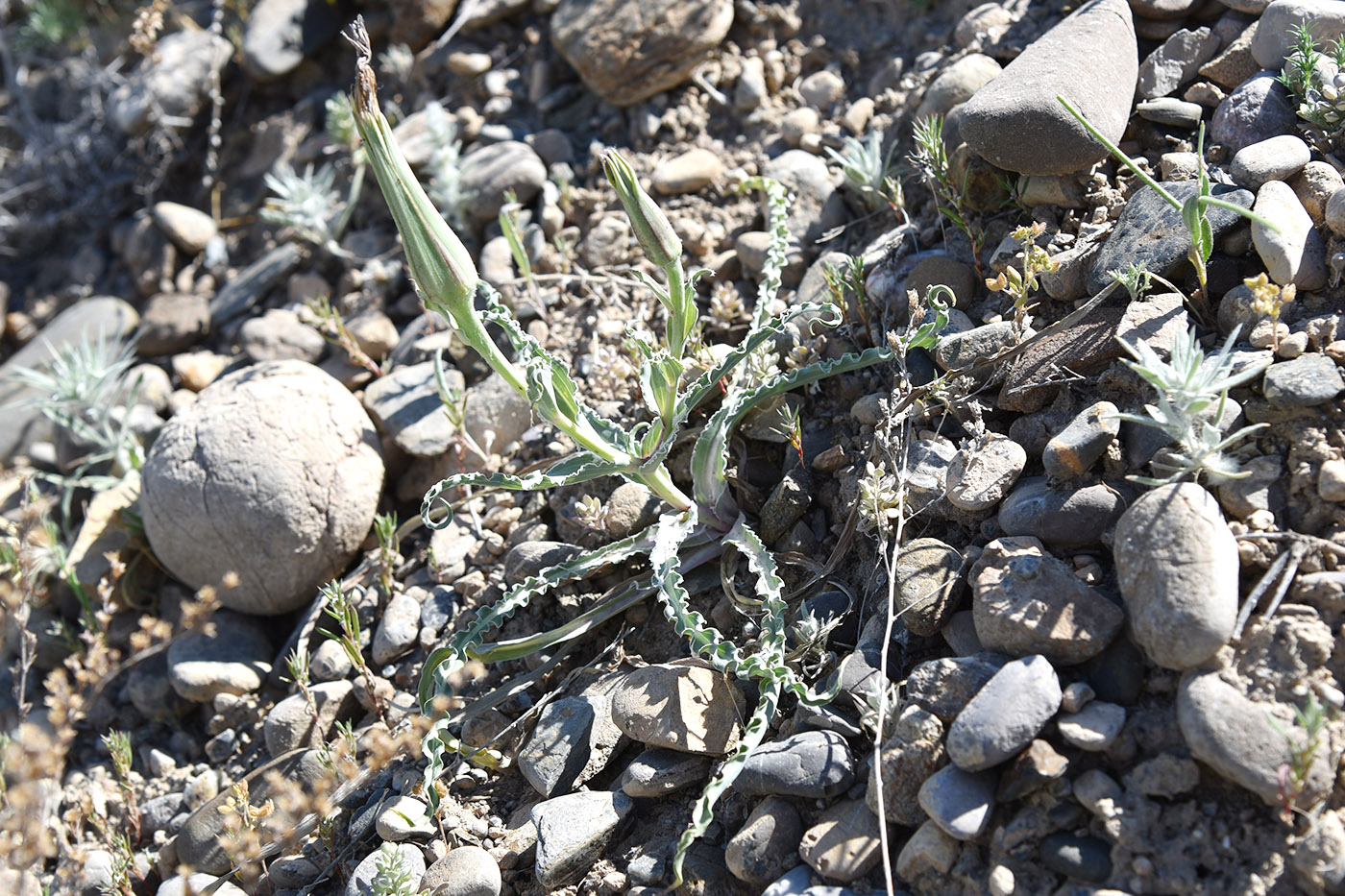 Image of genus Tragopogon specimen.