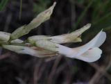 Astragalus ionae