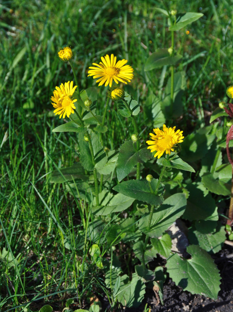 Image of Doronicum carpaticum specimen.