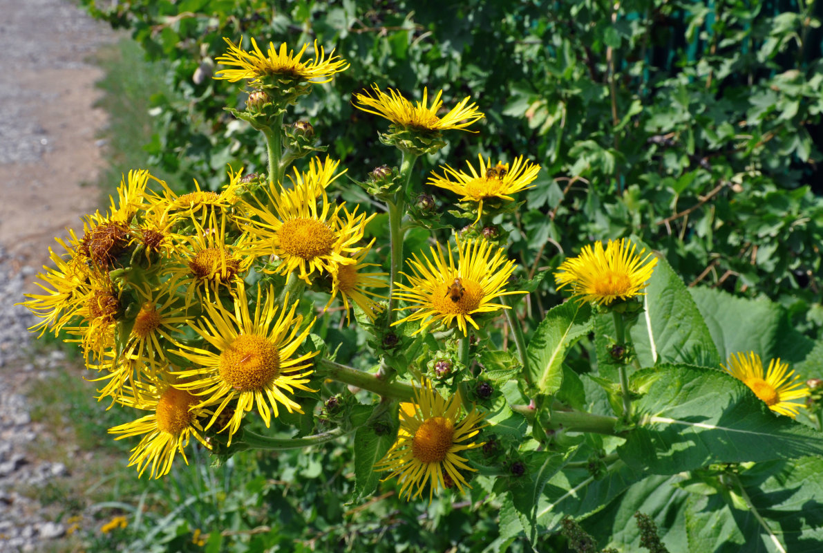 Изображение особи Inula helenium.