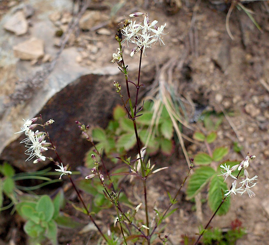 Image of Silene foliosa specimen.