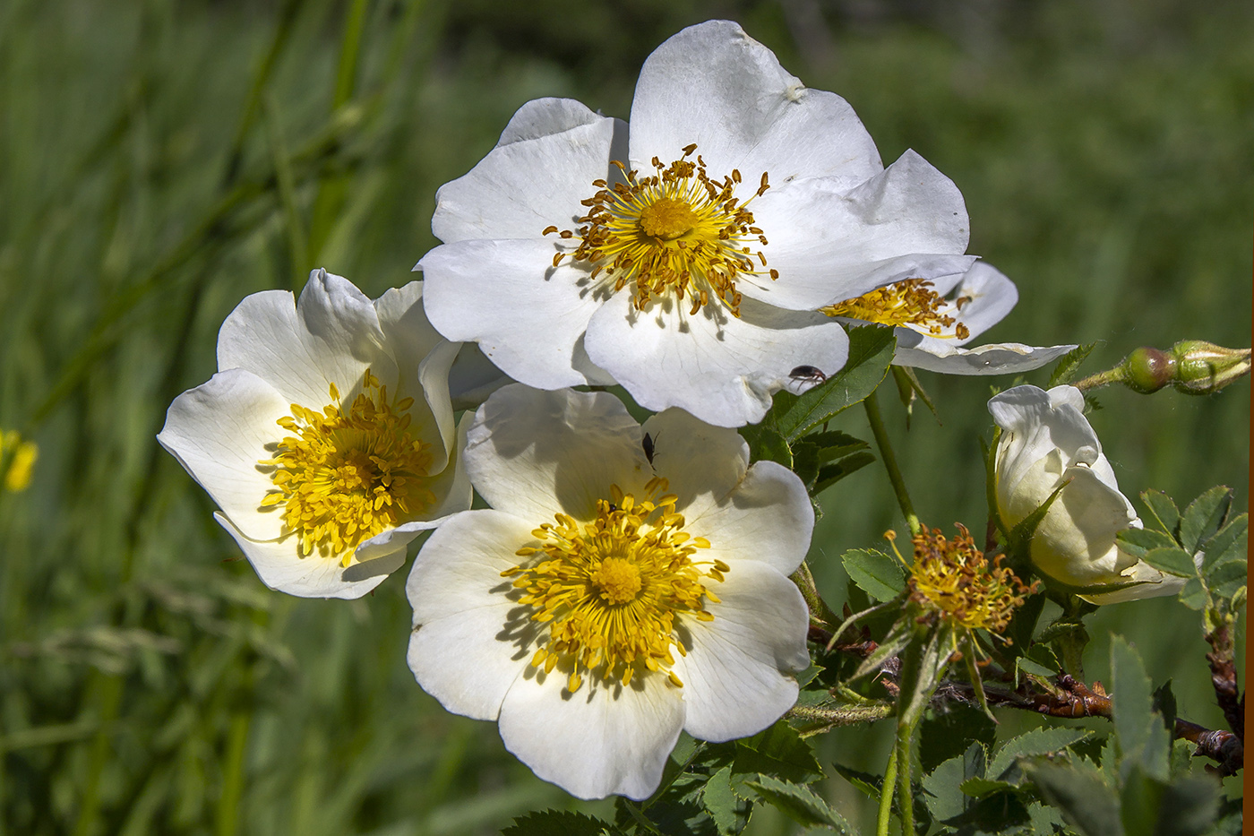 Изображение особи Rosa spinosissima.