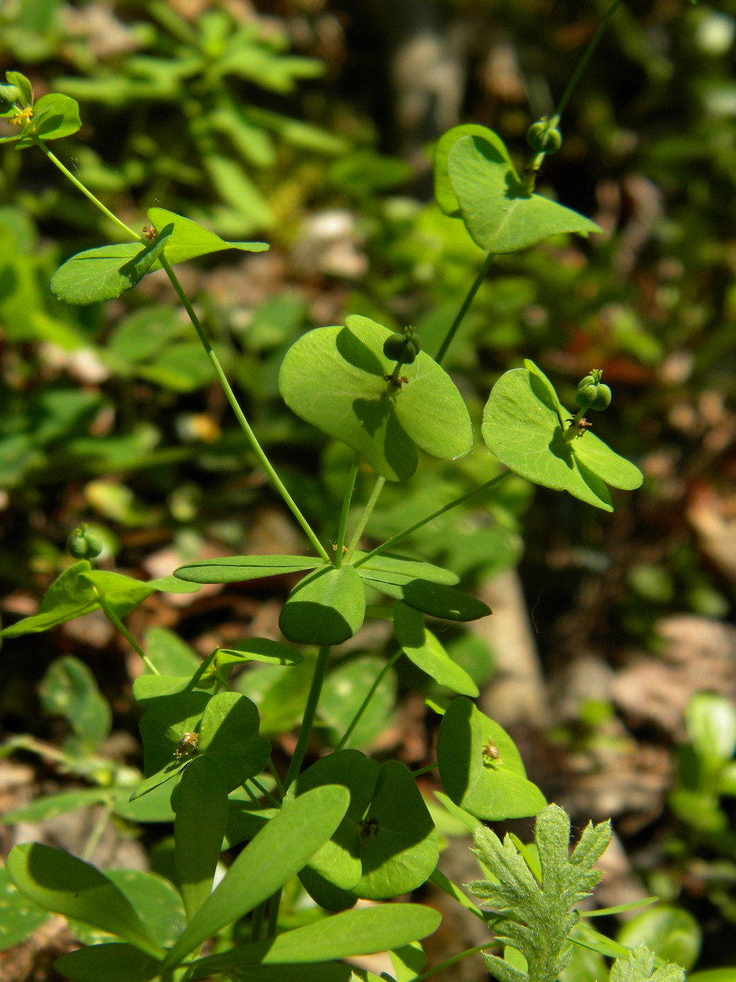 Image of Euphorbia borealis specimen.