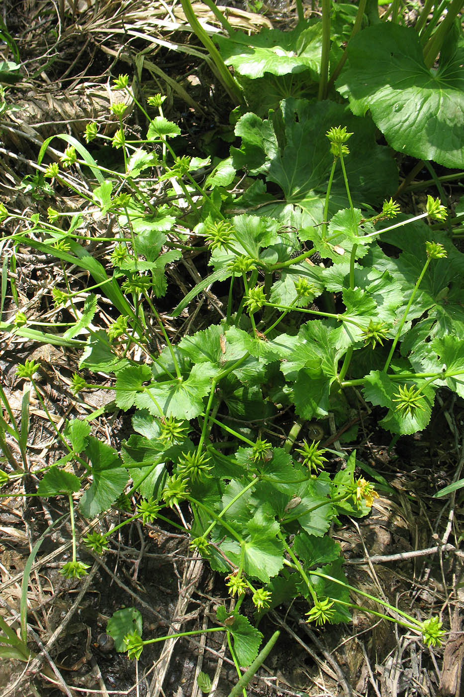 Image of Caltha palustris specimen.