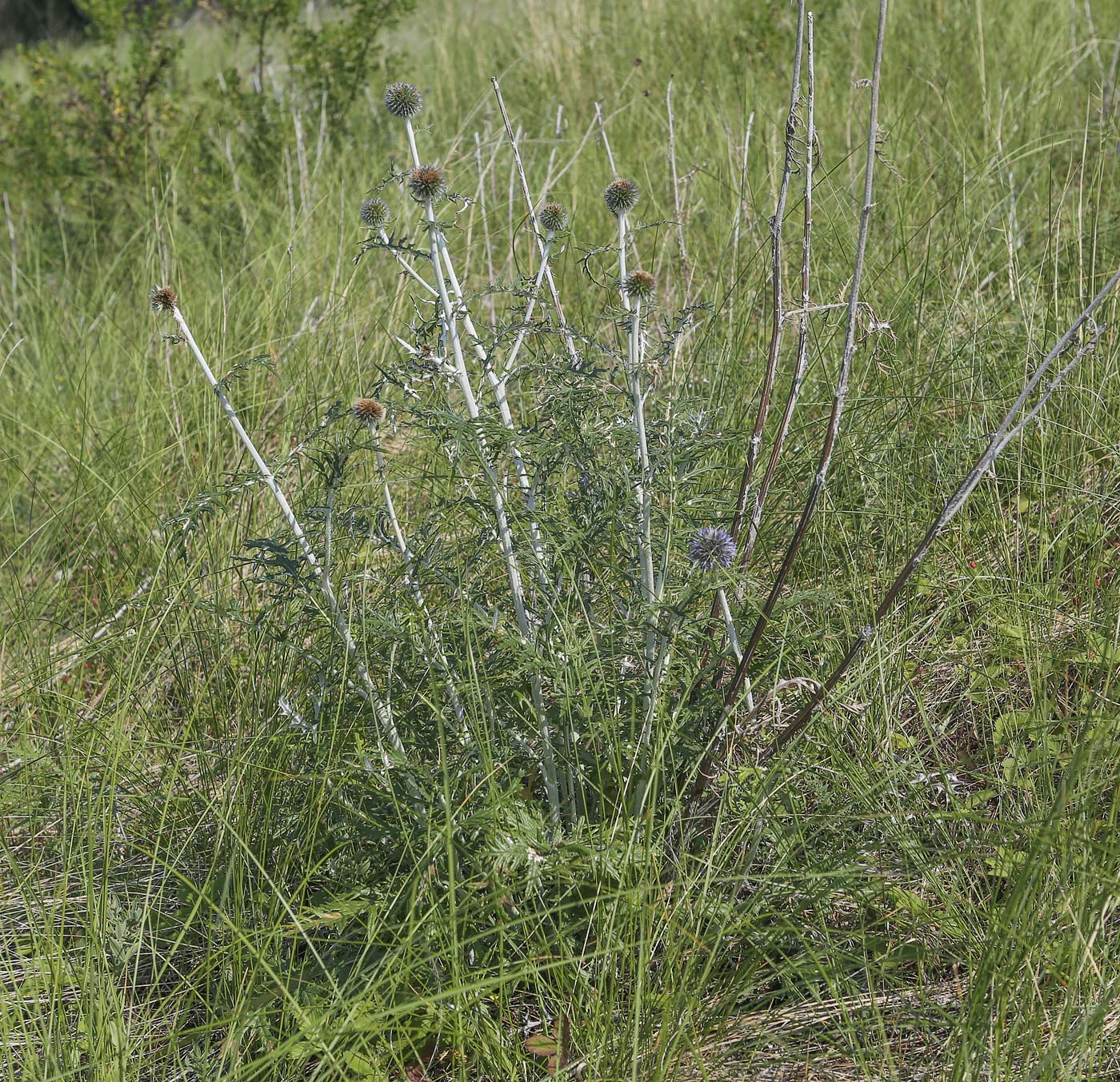 Изображение особи Echinops ruthenicus.