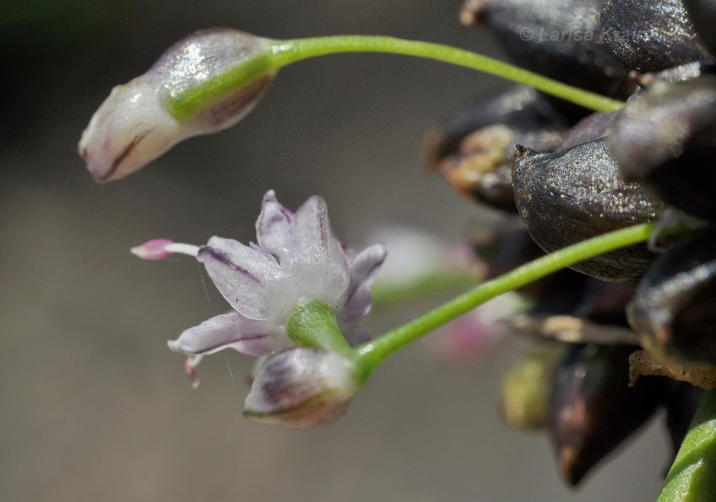 Image of genus Allium specimen.