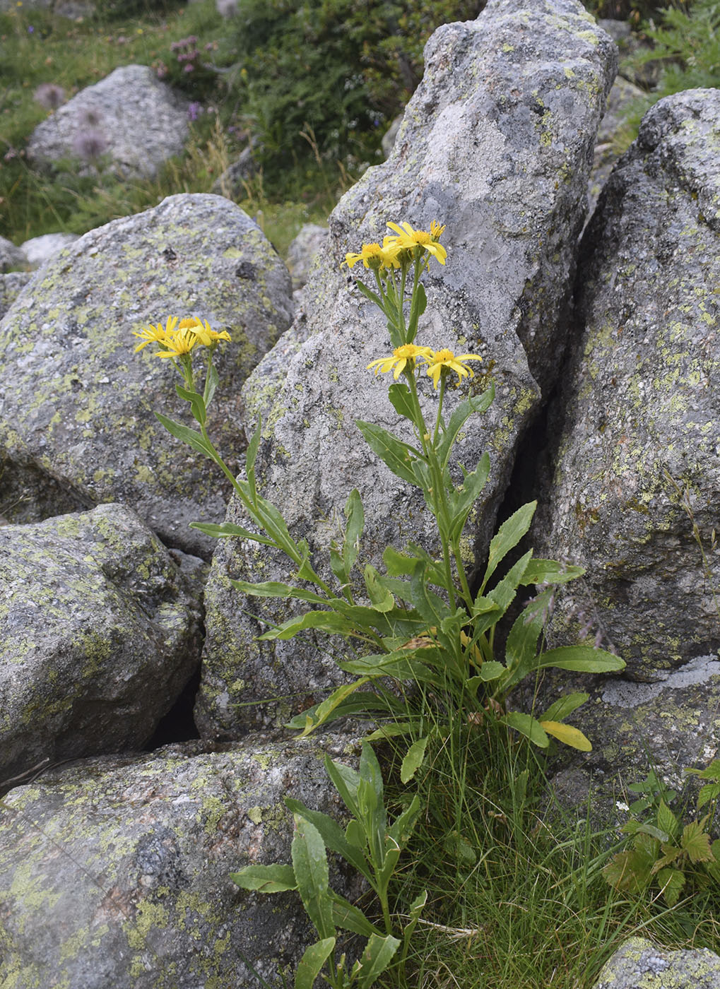 Изображение особи Senecio pyrenaicus.