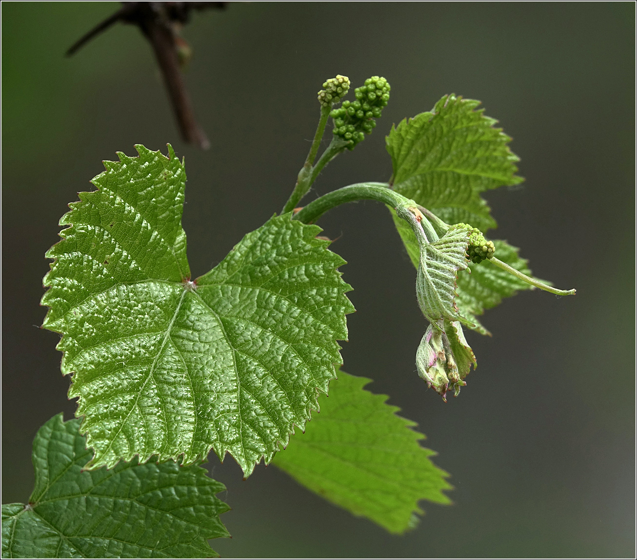 Изображение особи Vitis amurensis.