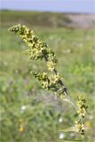 Veratrum lobelianum. Верхушка цветущего растения. Мурманская обл., п-в Рыбачий, берег р. Скорбеевская вблизи водопада, закустаренный приморский луг среди вороничной тундры. 29.07.2020.