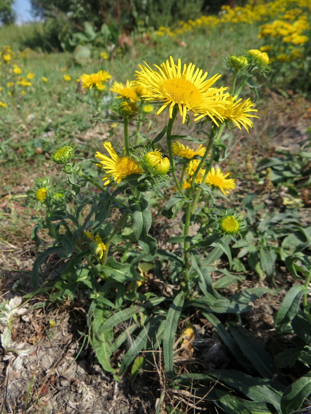 Image of Inula britannica specimen.