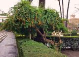 Duranta erecta. Цветущее и плодоносящее растение. Испания, Андалусия, провинция Севилья, г. Севилья, сады Лонха. Январь.