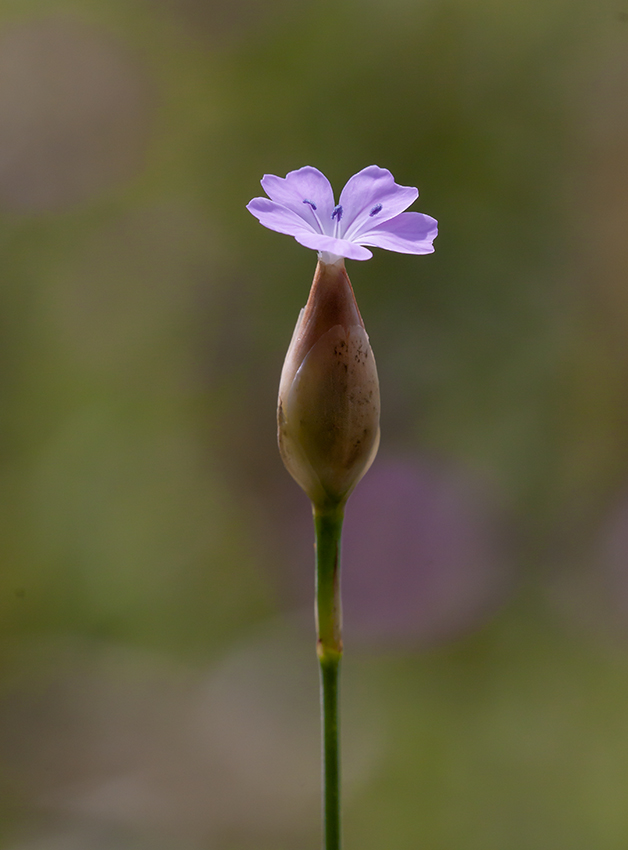 Изображение особи Petrorhagia prolifera.