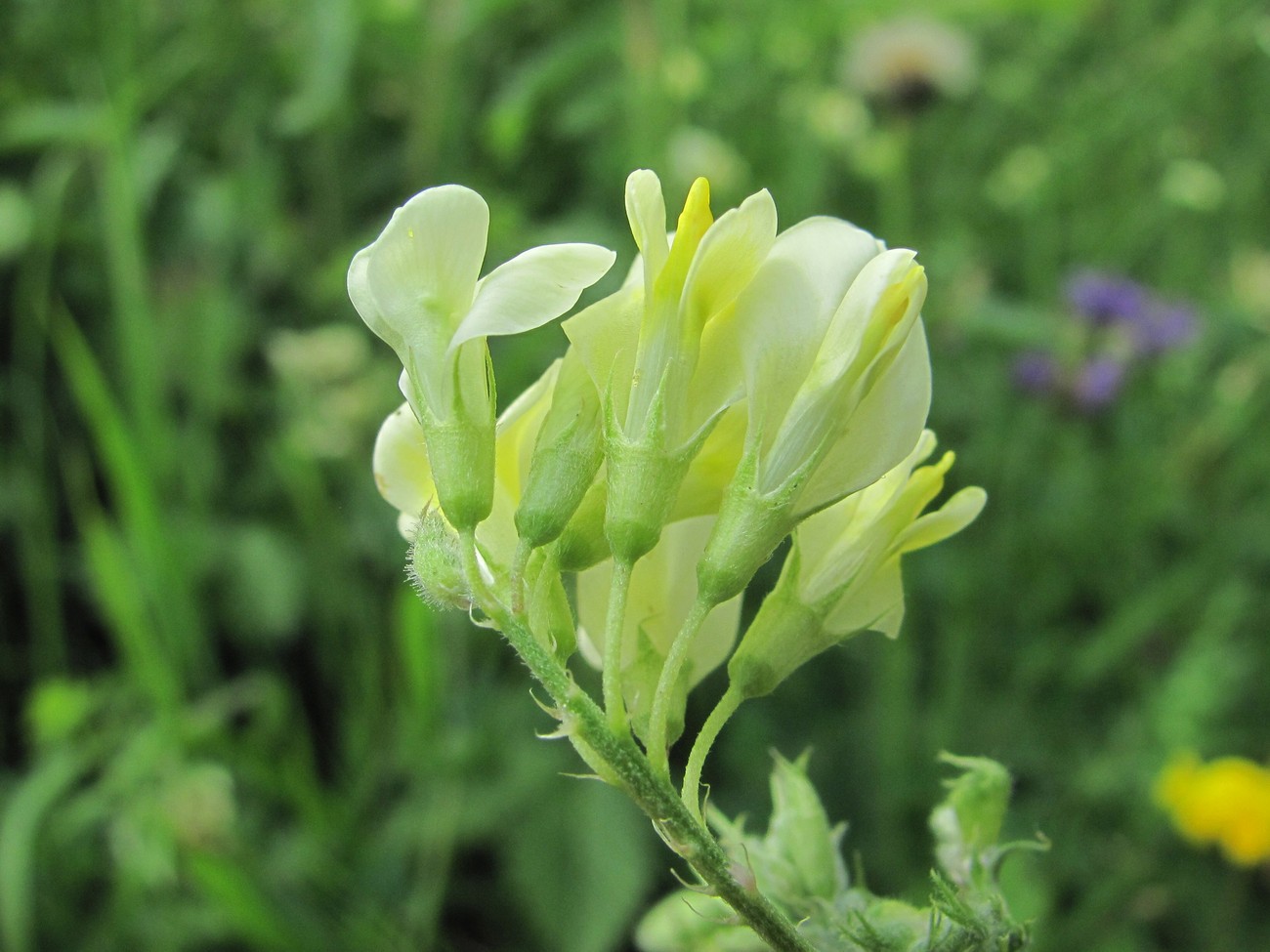 Image of Medicago glutinosa specimen.