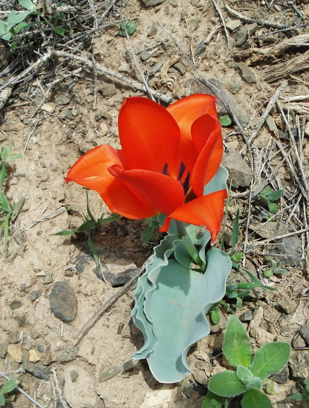 Image of Tulipa alberti specimen.