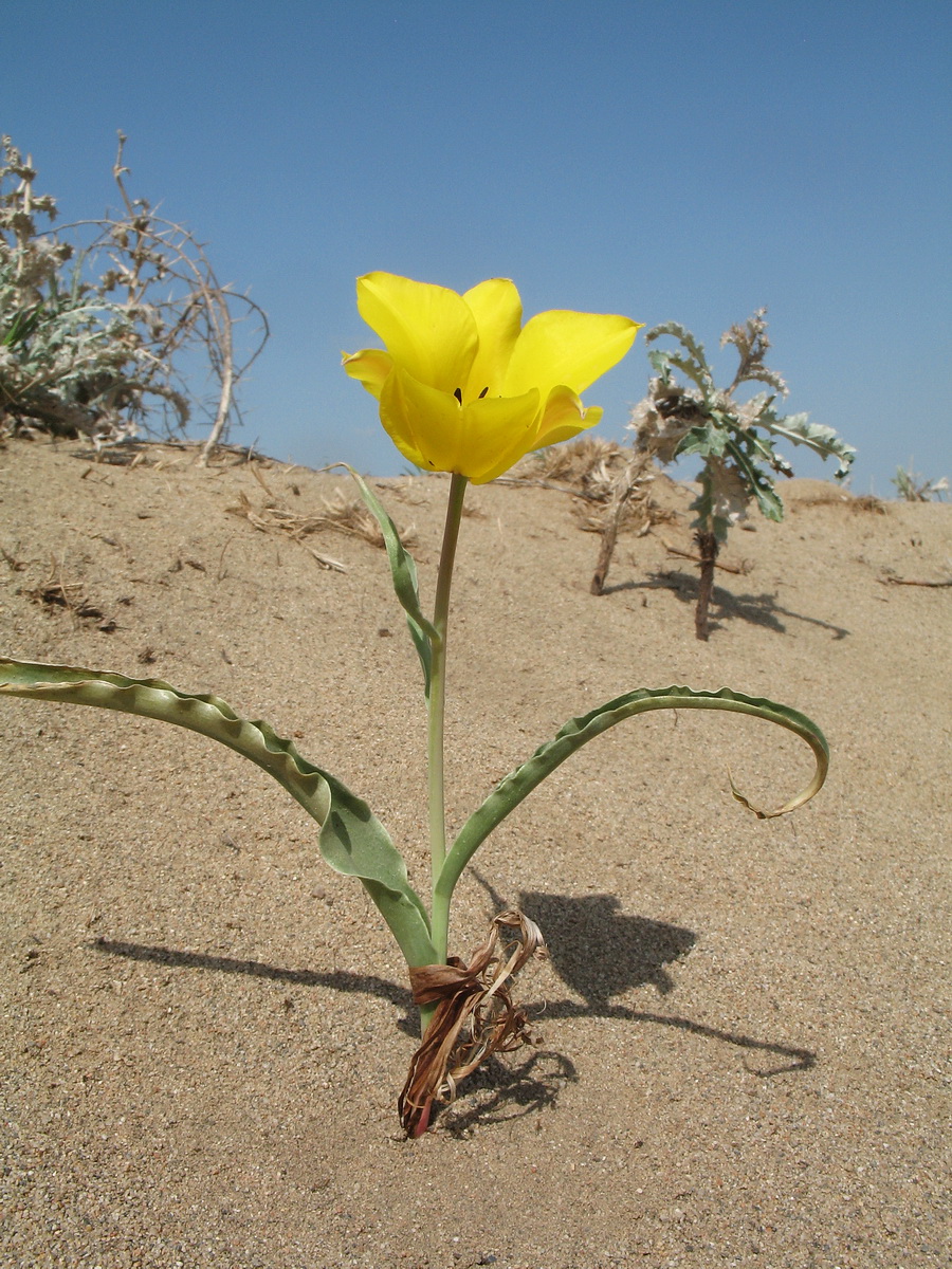 Изображение особи Tulipa lehmanniana.