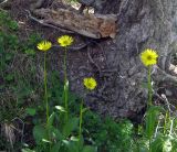 Doronicum turkestanicum. Цветущие растения. Казахстан, Заилийский Алатау, плато Асы, ≈ 2200 м н.у.м. 29.06.2010.