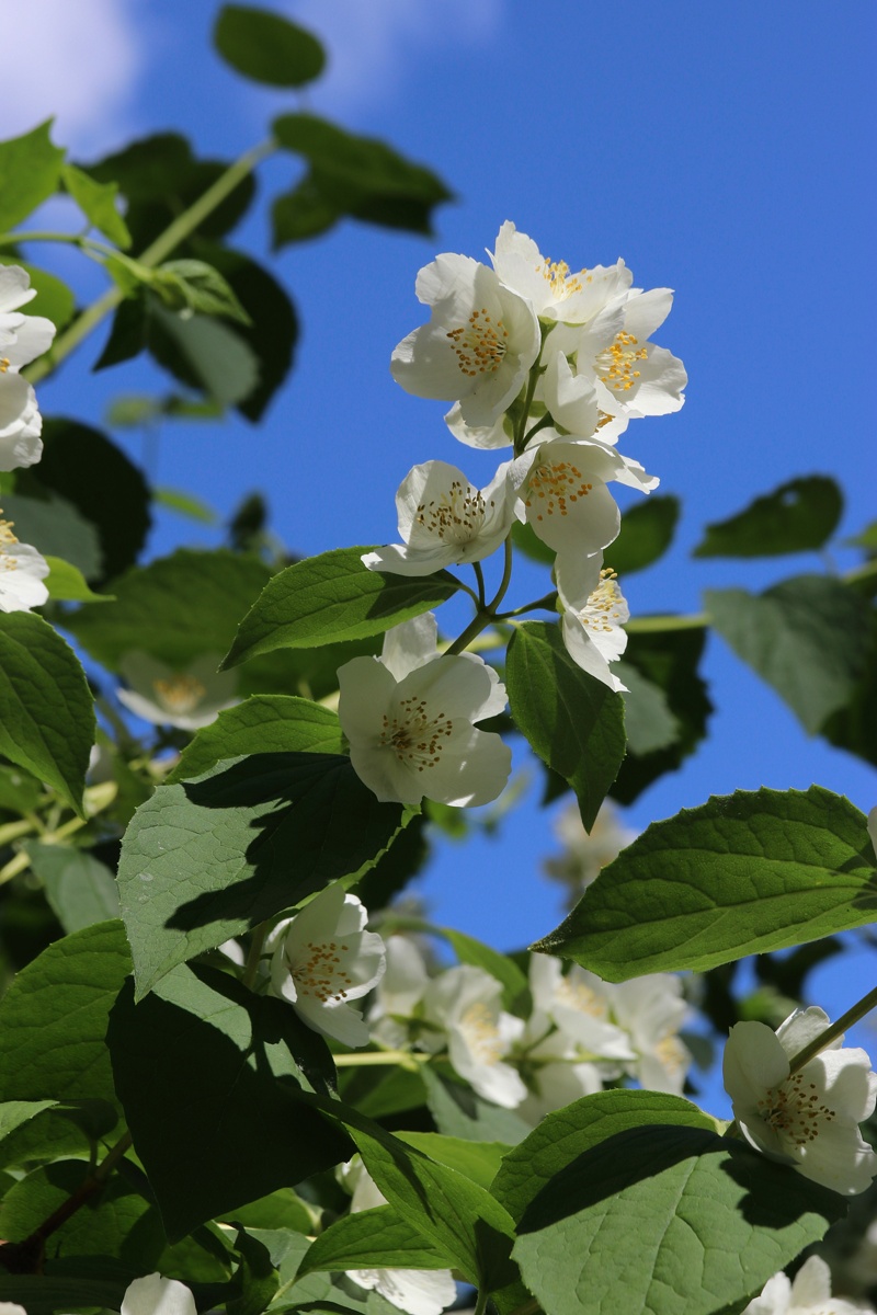 Image of Philadelphus coronarius specimen.