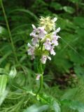 genus Stachys. Соцветие. Хабаровский край, окр. г. Комсомольск-на-Амуре, смешанный лес, на лесной дороге. 16.07.2022.