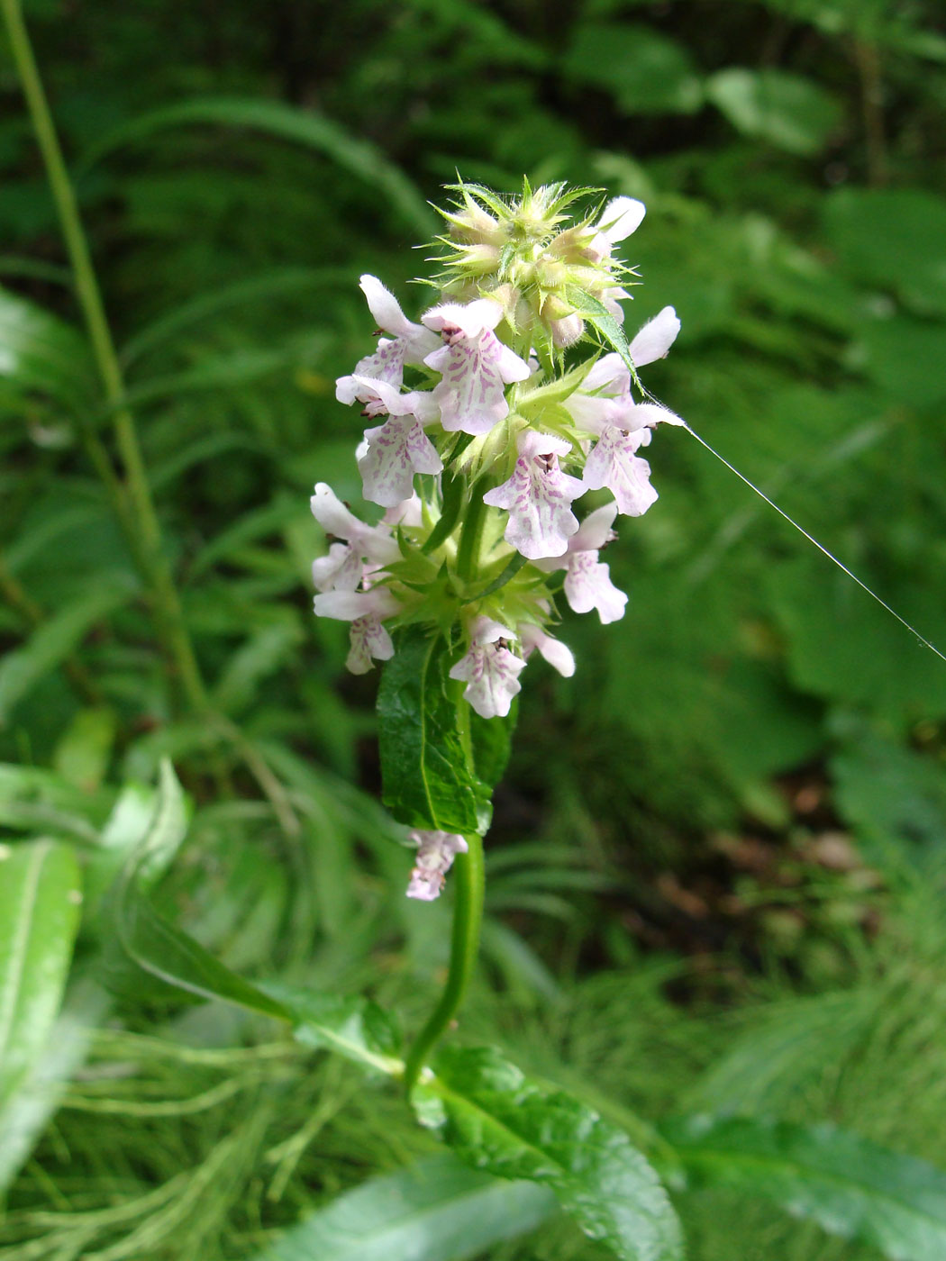 Image of genus Stachys specimen.