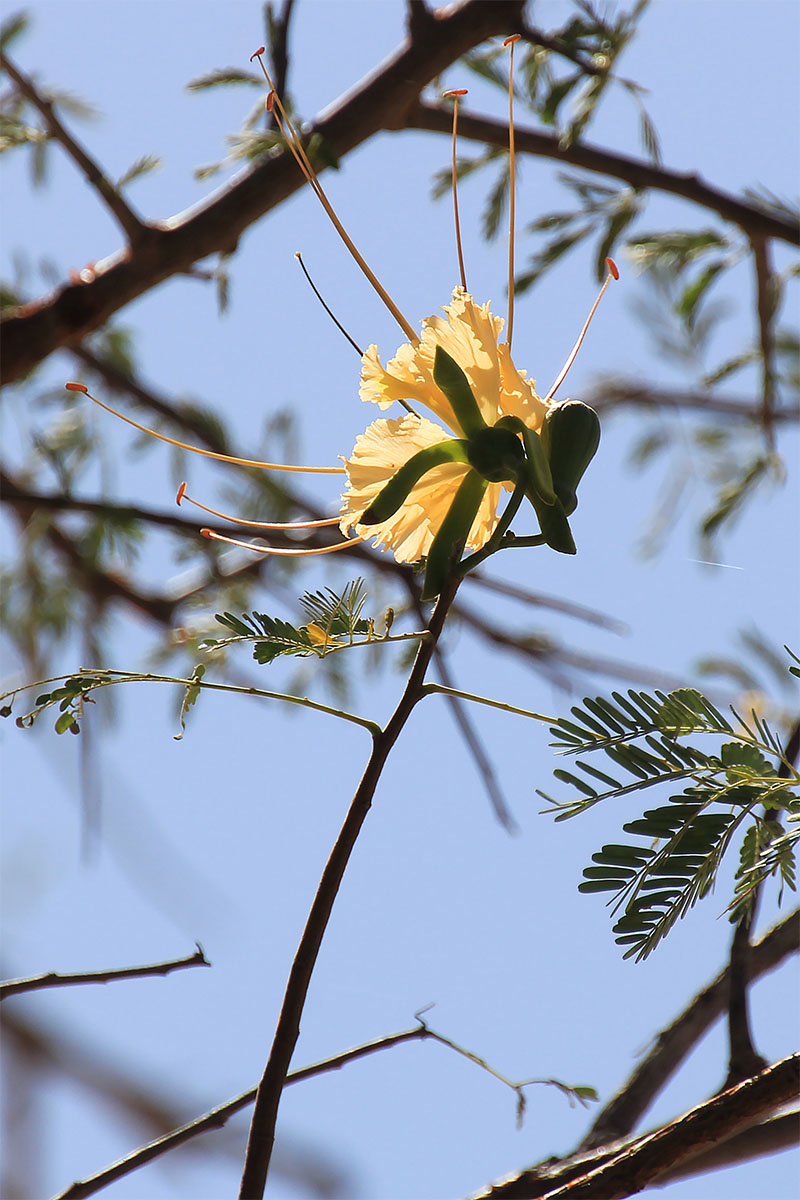 Изображение особи род Caesalpinia.