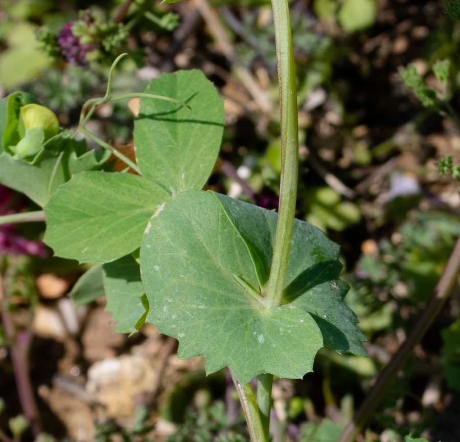 Image of Lathyrus fulvus specimen.