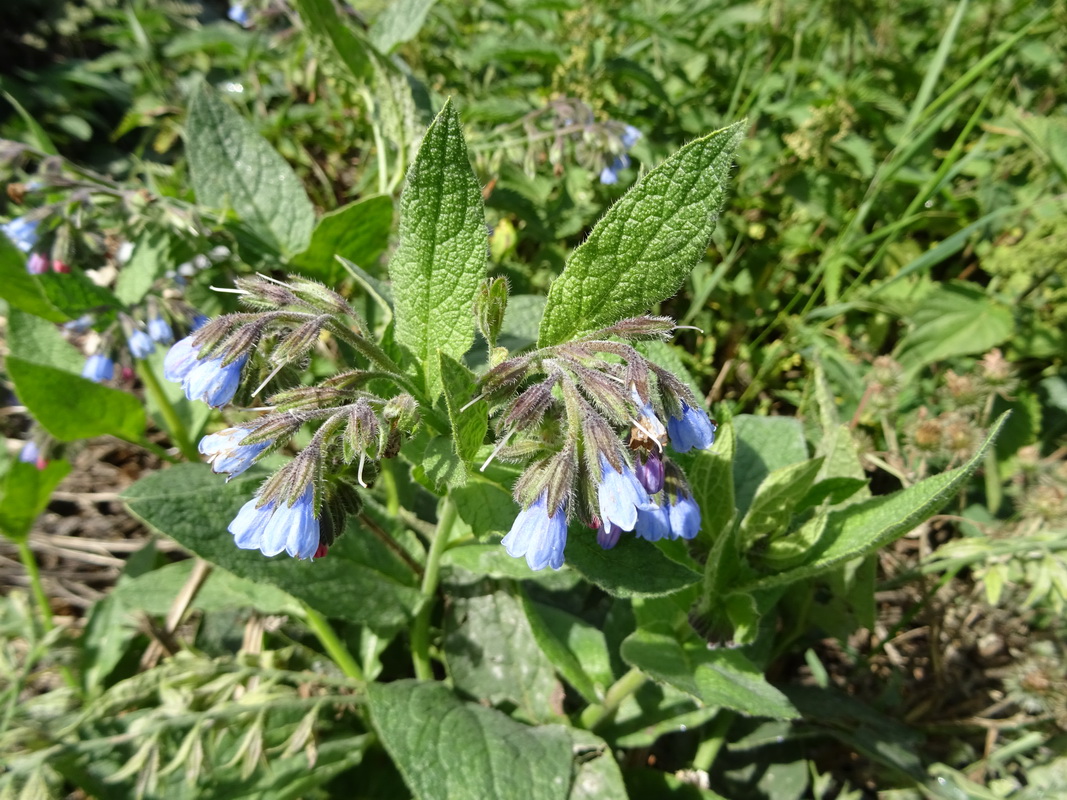 Image of Symphytum caucasicum specimen.