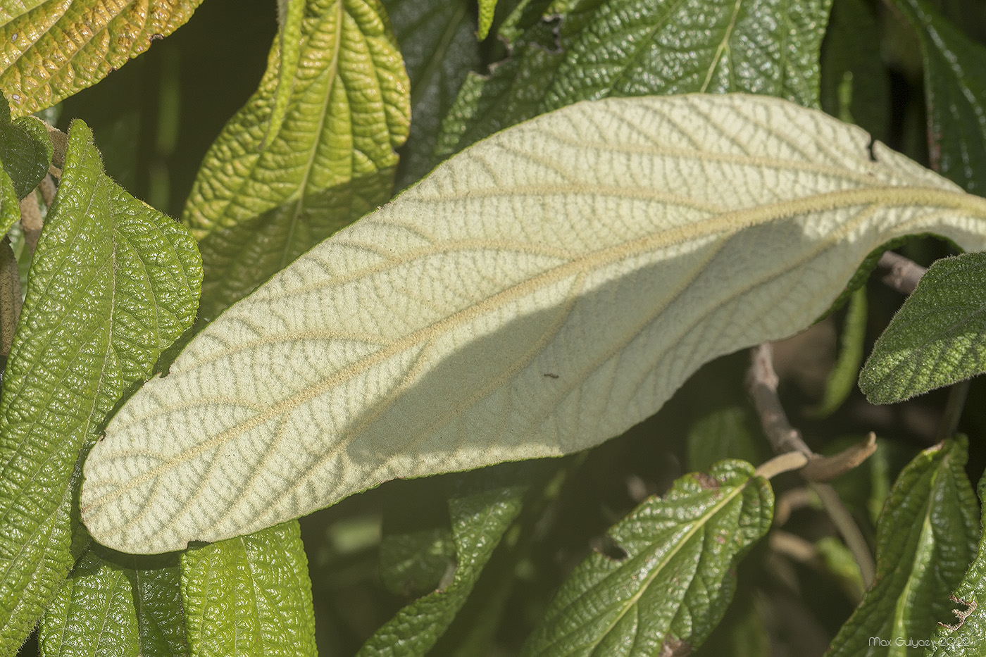 Изображение особи Viburnum rhytidophyllum.