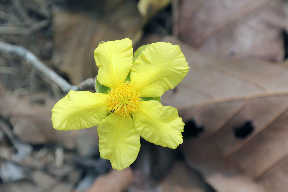 Image of genus Dillenia specimen.