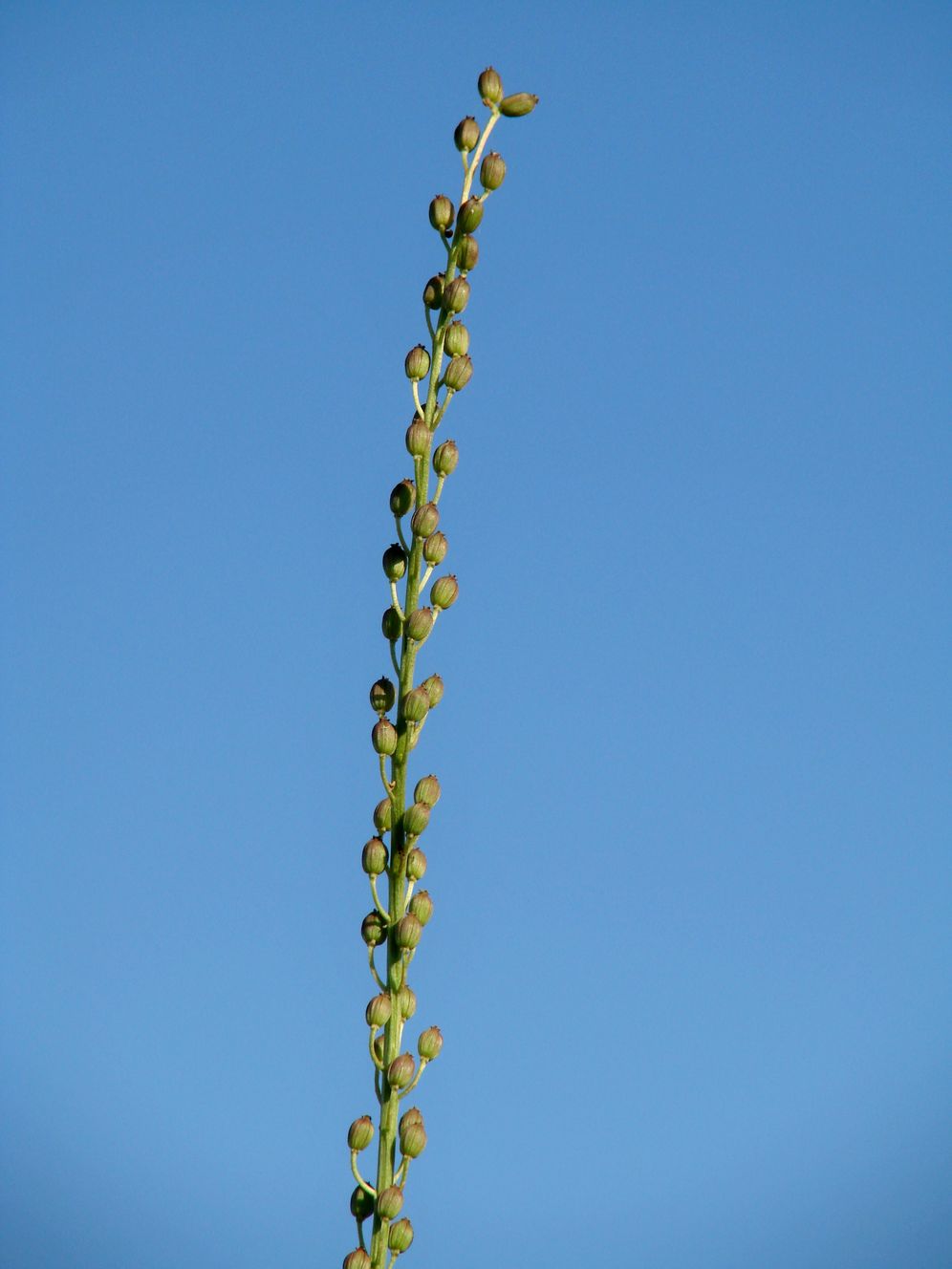 Image of Triglochin maritima specimen.