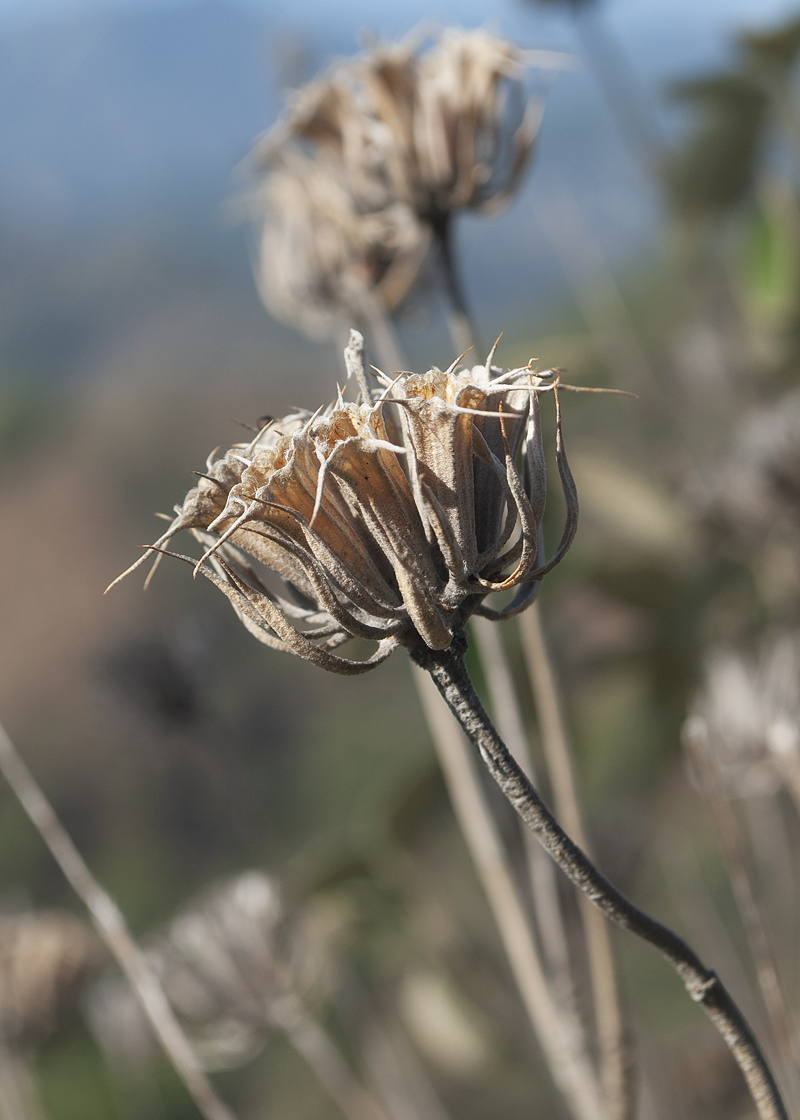 Image of Phlomis chimerae specimen.