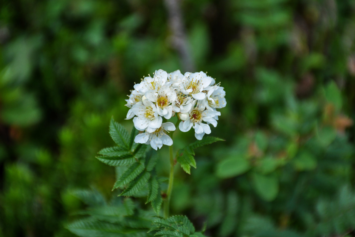 Изображение особи Sorbaria grandiflora.