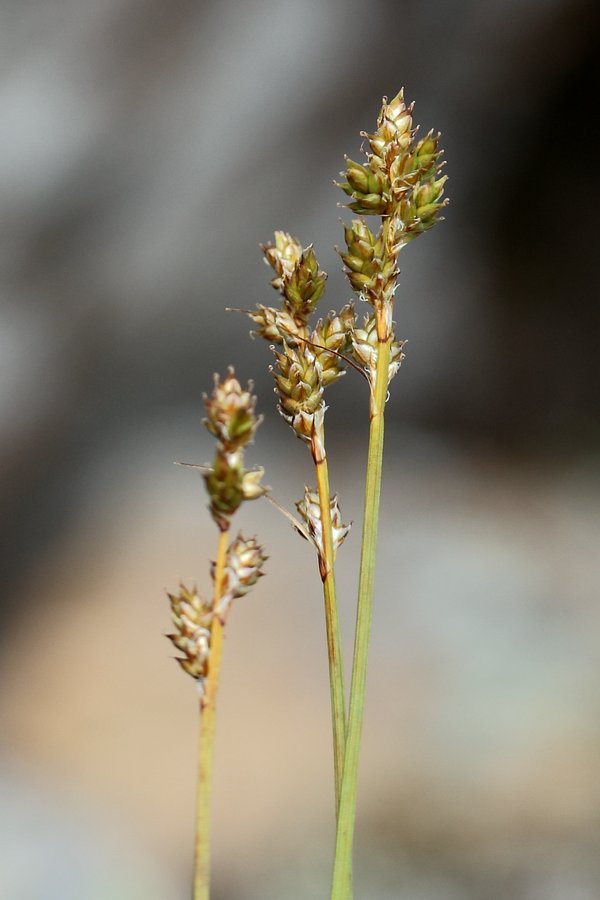 Изображение особи Carex canescens.