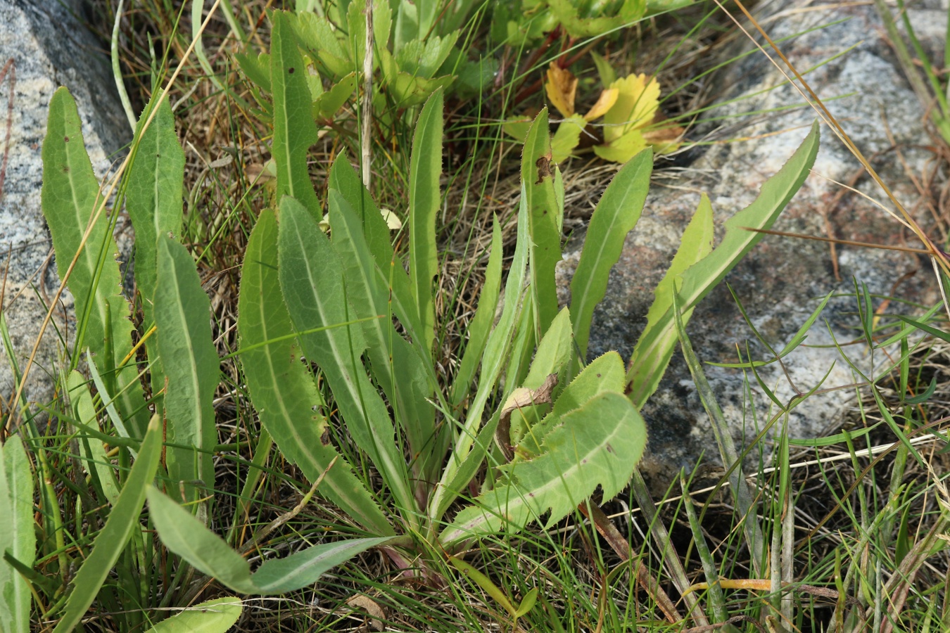 Image of Sonchus humilis specimen.