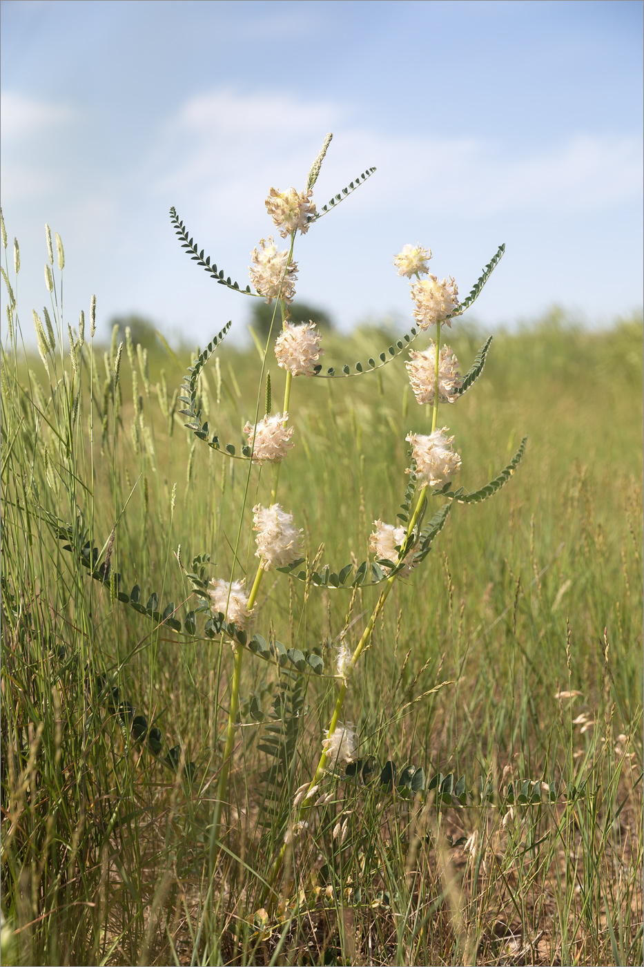 Изображение особи Astragalus vulpinus.