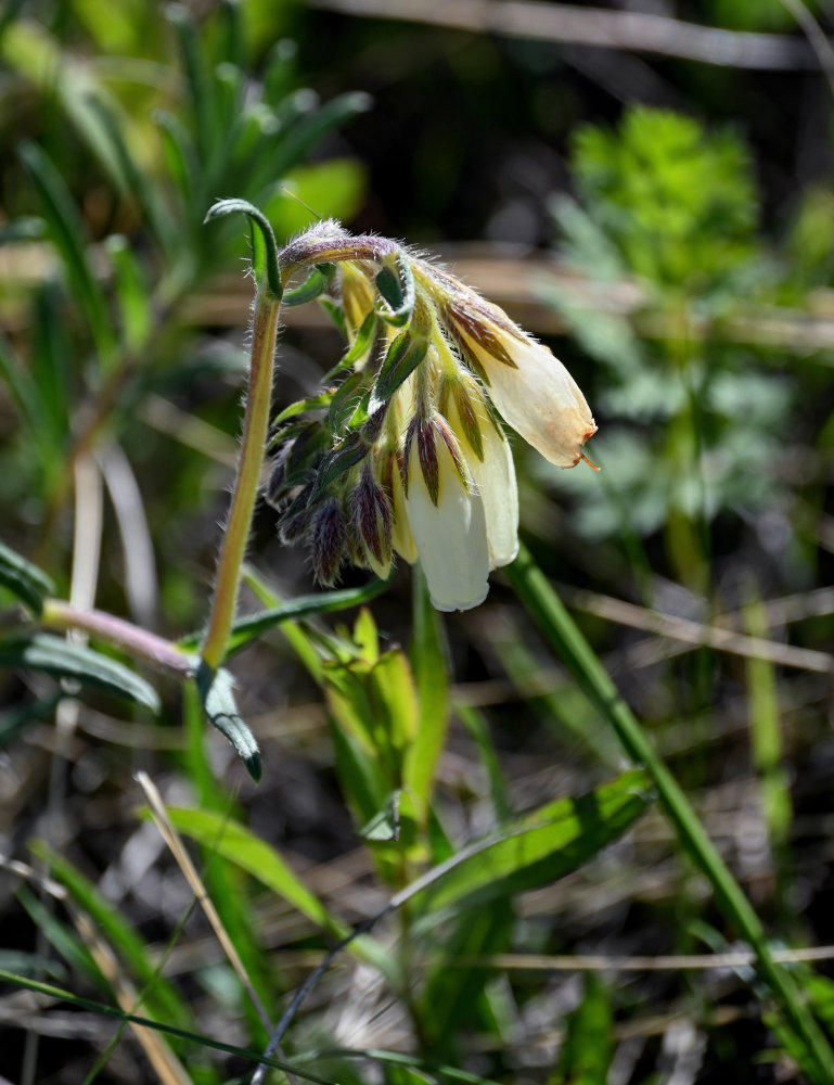 Image of Onosma simplicissima specimen.