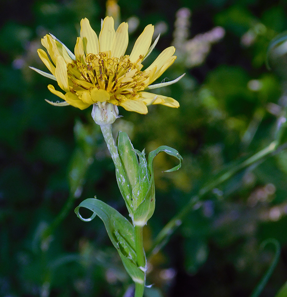 Image of Tragopogon dasyrhynchus specimen.