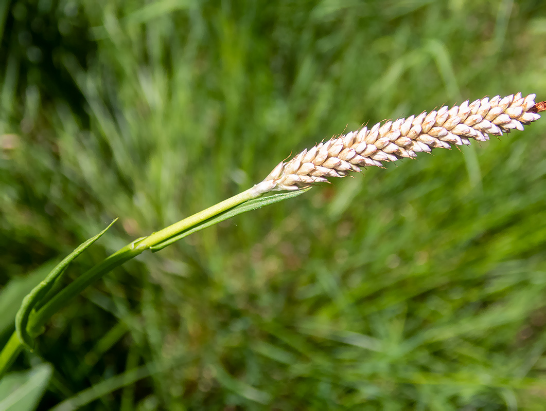 Image of Bistorta officinalis specimen.