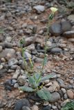 Amberboa turanica. Цветущее растение. Таджикистан, Согдийская обл., Исфара, глинисто-щебнистый склон. 1 мая 2023 г.