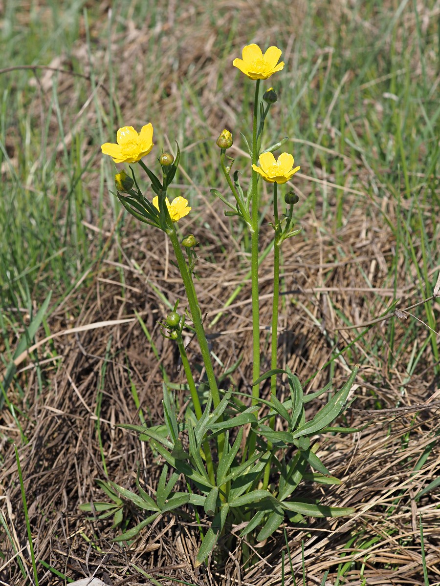 Изображение особи Ranunculus pedatus.