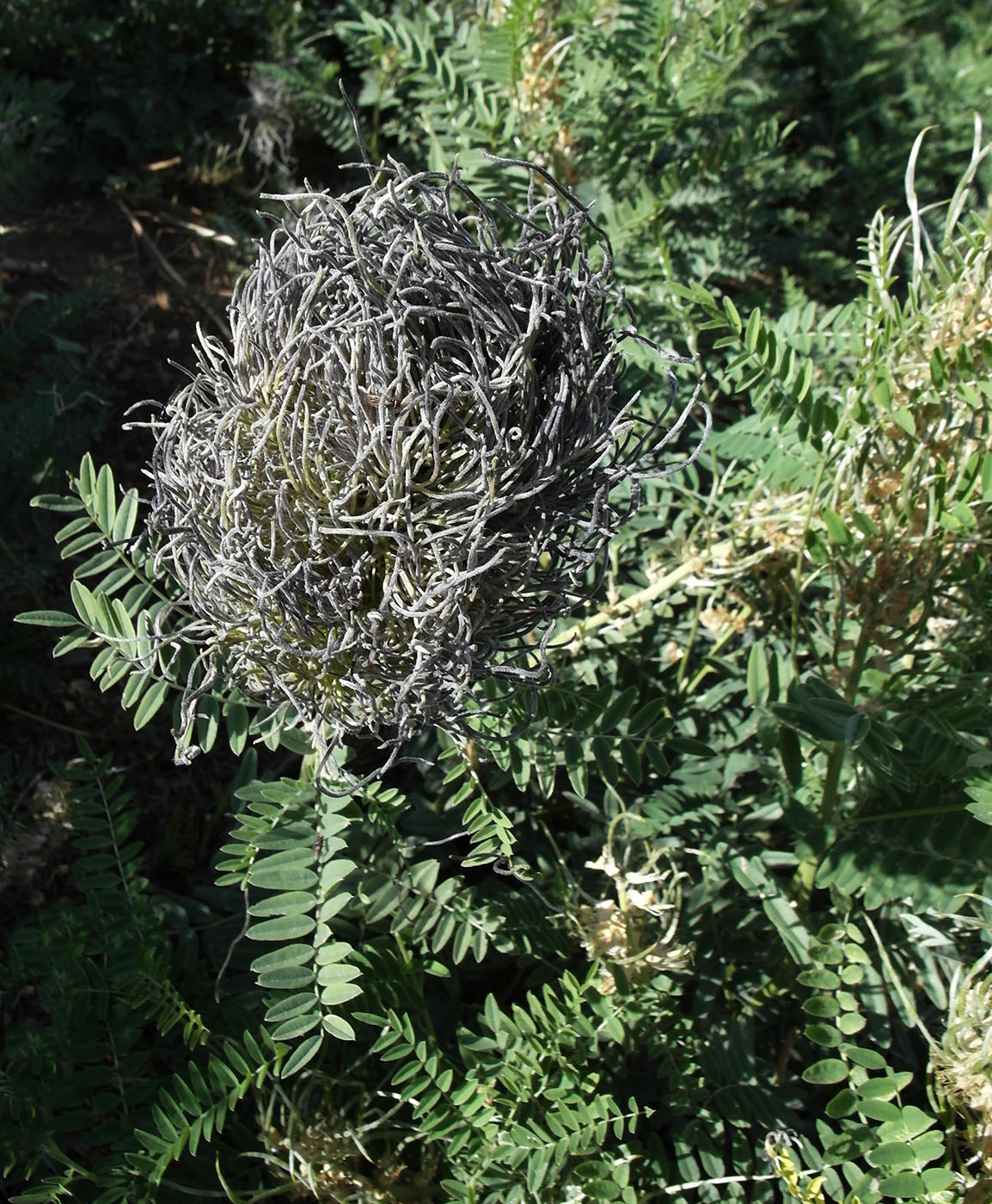 Изображение особи Pseudosophora alopecuroides.