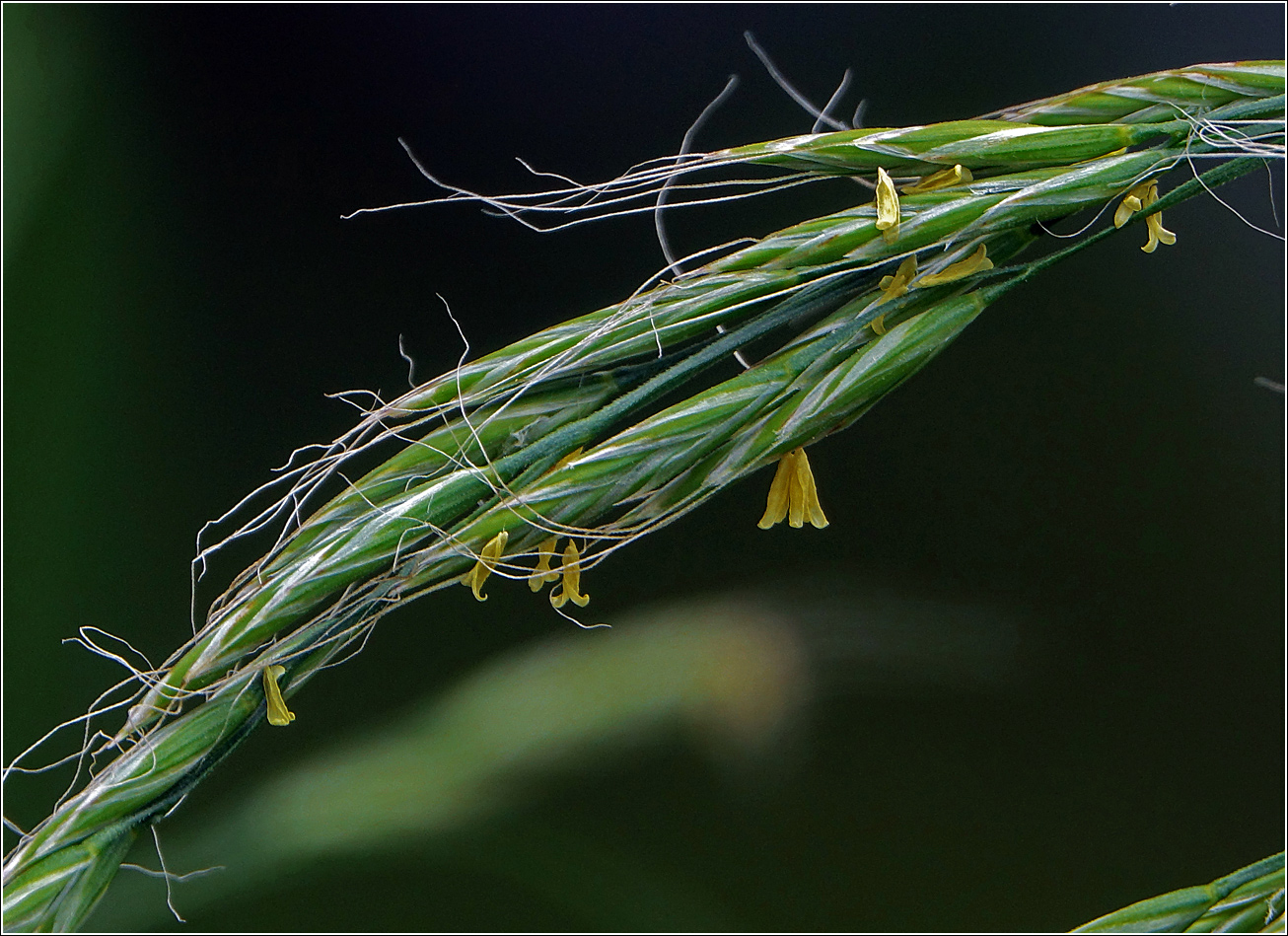 Image of Festuca gigantea specimen.