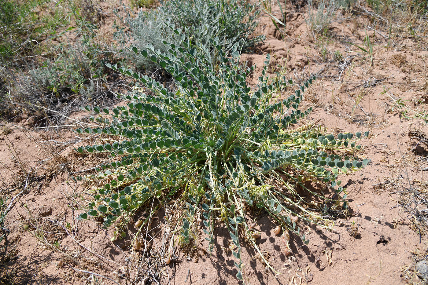 Изображение особи Astragalus flexus.