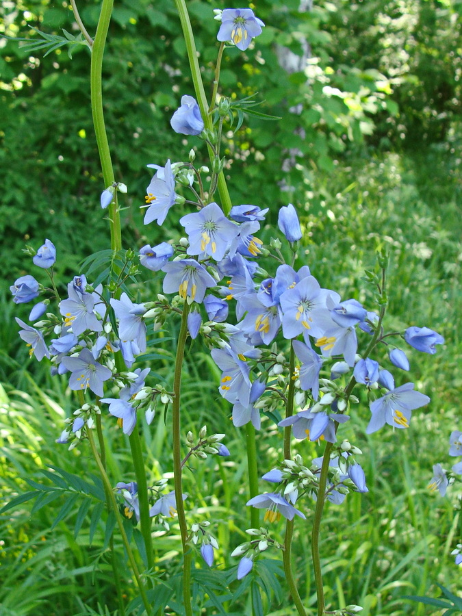 Image of Polemonium chinense specimen.