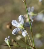 Gypsophila elegans. Цветок. Чечня, Шаройский р-н, левый борт долины р. Шикаройакх, ниже селения Шикарой, на скале. 8 августа 2023 г.